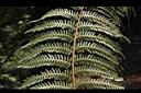 台灣桫欏-孢子葉06.JPG