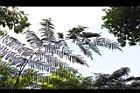 台灣桫欏-孢子葉01.JPG