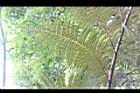 台灣桫欏-孢子葉02.JPG