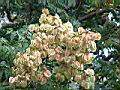台灣欒樹-白花911010.jpg