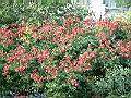 台灣欒樹1-紅花911010.jpg