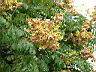 台灣欒樹1-花910823.jpg
