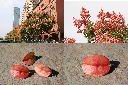 台灣欒樹-紅實1.jpg