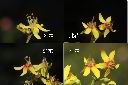台灣欒樹-花2.jpg