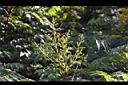 台灣欒樹-花苞02.JPG