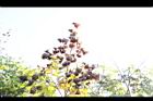 台灣欒樹-乾實07.JPG
