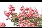 台灣欒樹-紅實00.JPG
