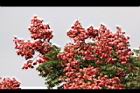 台灣欒樹-紅實02.JPG
