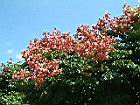 台灣欒樹-紅實06.JPG