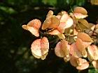 台灣欒樹-紅實10.JPG