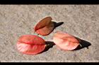 台灣欒樹-紅實15.JPG