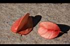 台灣欒樹-紅實17.JPG