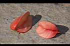 台灣欒樹-紅實19.JPG