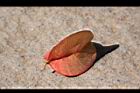 台灣欒樹-紅實20.JPG