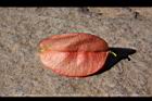 台灣欒樹-紅實21.JPG