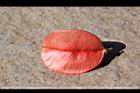 台灣欒樹-紅實23.JPG