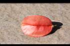 台灣欒樹-紅實25.JPG