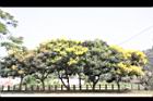 台灣欒樹-花07.jpg