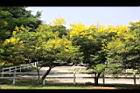 台灣欒樹-花08.jpg