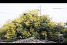 台灣欒樹-花12.jpg