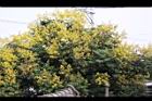 台灣欒樹-花14.jpg
