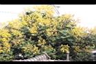 台灣欒樹-花15.jpg