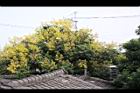 台灣欒樹-花17.jpg