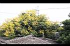 台灣欒樹-花18.jpg