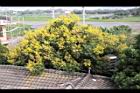 台灣欒樹-花20.jpg