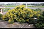 台灣欒樹-花21.jpg