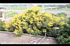台灣欒樹-花23.jpg