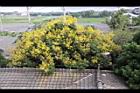 台灣欒樹-花24.jpg