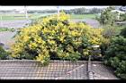 台灣欒樹-花25.jpg