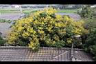 台灣欒樹-花28.jpg