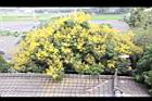 台灣欒樹-花30.jpg