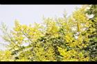 台灣欒樹-花34.jpg
