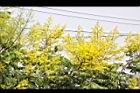 台灣欒樹-花35.jpg