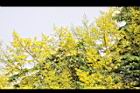 台灣欒樹-花36.jpg