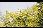 台灣欒樹-花37.jpg