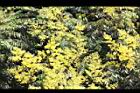台灣欒樹-花38.jpg