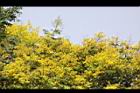 台灣欒樹-花41.jpg