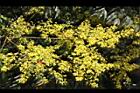 台灣欒樹-花43.jpg