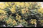 台灣欒樹-花45.jpg