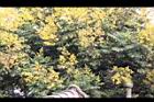 台灣欒樹-花46.jpg