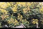 台灣欒樹-花47.jpg