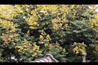 台灣欒樹-花48.jpg