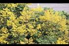 台灣欒樹-花51.jpg
