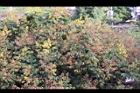 台灣欒樹-花實01.jpg