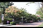 台灣欒樹-花實03.jpg