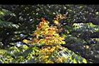 台灣欒樹-花序03.JPG